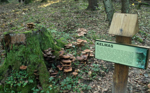 18_Jomantu misko ažintinis takas (2).jpg